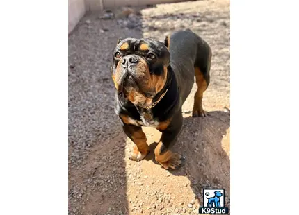a american bully dog standing on a sidewalk